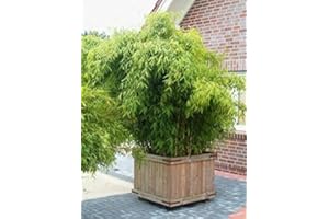 Baumschule Pflanzenvielfalt Fargesia murielae Hobbiebrunkens Favorit Gartenbambus - 40-60 cm