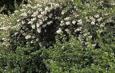 50 Escallonia 'Apple Blossom' in 9cm pots, Hedging Plants Evergreen 3fatpigs®