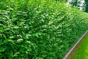 PFLANZHITS IHR PFLANZENPARTNER 25st. Liguster Atrovirens 50-80cm reine Pflanzhöhe Ligustrum Atrovirens Wurzelware Heckenpflanzen Gartenpflanze