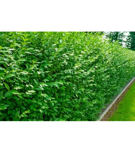 BALDUR Garten Schwarzgrner Liguster 'Atrovirens', 50 Pflanze Ligustrum  vulgare Atrovirens Heckenpflanze, winterhart, im milden Winter wintergrn,  trockenresistent, blhend : Amazon.de: Garten