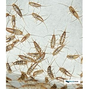 Ofenfische ca. 50 Stück in der Dose praktisch verpackt, Futterinsekten Futtertiere