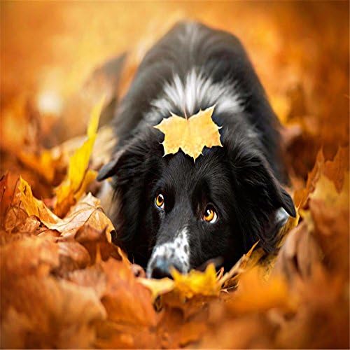 YANYANGXIN Diy Oil Paint by Number Kit,Digital Painting Suite,Adults Beginner with Brushes and Acrylic Pigment,Wall Art Artwork-Puppy in the leaves,Frameless