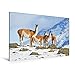 Produktbild Calvendo Premium Textil-Leinwand 120 cm x 80 cm Quer, Wer stört Ein Gruppe neugieriger Vikunja im winterlichen Torres Del Paine National Park | Wandbild, Bild Paine National Park, Chile Orte Orte