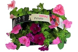 DECOALIVE Pack de 6 Petunias Plantas con Flor para Terraza y Jardín Plantas Naturales Colores Surtidos