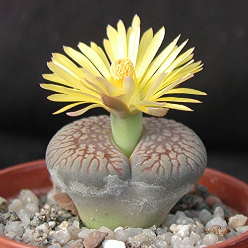Lithops Mischung – Lebende Steine – 20 samen - 7
