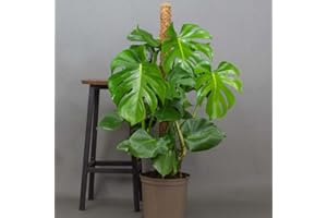 TROPICAL PLANTS UK Monstera Plant - Cheese Plant Make Great House Plants, Indoor Plants Supplied in 13cm Pot, Tall Plant Measuring 40cm