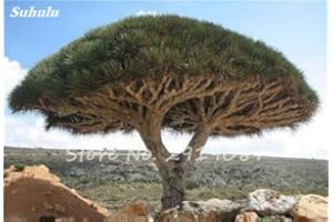 SVI 10 pcs rares Graines de Dracaena Arbre Canary Island sang Arbre (Dracaena Draco) Ostensible, exotique DIY Jardin plantes Show In Picture 20