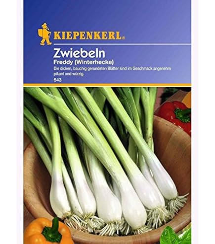 BIO Winterheckenzwiebelsamen – Portion Für Ca. 400 Pflanzen