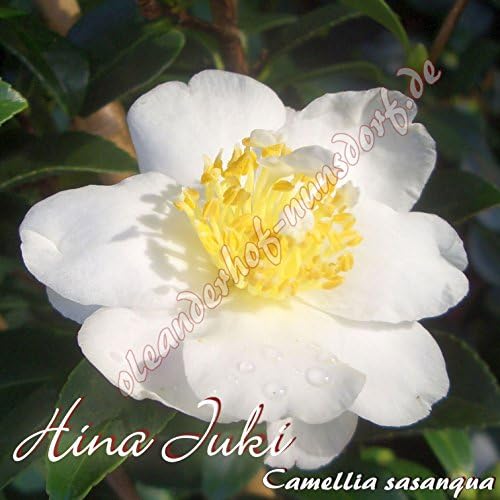 Kamelie 'Hina Juki' - Camellia sasanqua - 4 to 5-years old plant