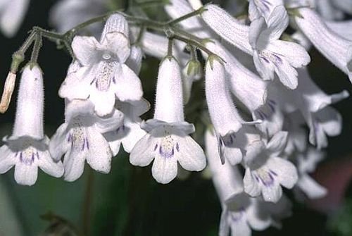 Streptocarpus candidus - Strauchrose - 10 Samen