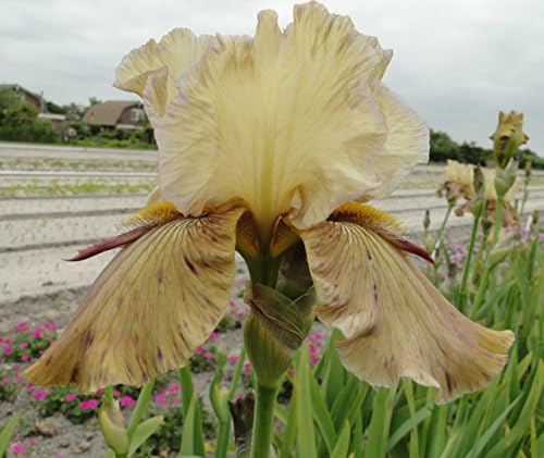 Iris germanica Thornbird space age iris hardy perennial special offer 3 plants in pack