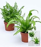 Hydropflanzen kaufen