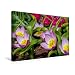 Produktbild Calvendo Premium Textil-Leinwand 45 cm x 30 cm Quer, Tulipa Bakeri Lilac Wonder | Wandbild, Bild auf Keilrahmen, Fertigbild auf Echter Leinwand, Leinwanddruck: Liebenswerte Frühlingsboten Natur Natur