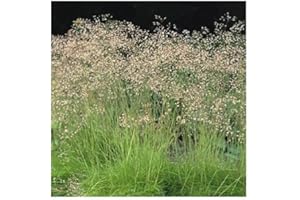 PlantGenesis Deschampsia flexuosa / Wavy Hair Grass / Hardy Ornamental Grass / Seeds