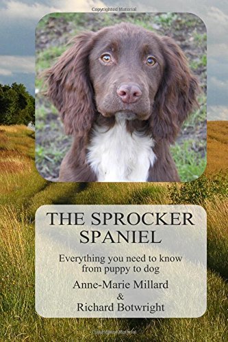 sprocker spaniel dog
