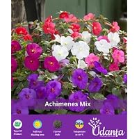 Achimenes Mix Colour Hanging Flower Bulbs Pack Of -1 by Udanta® Seeds