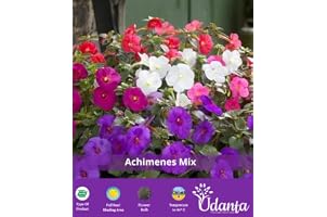 udanta Achimenes Mix Colour Hanging Flower Bulbs Pack Of -1, (BLLB0X09)