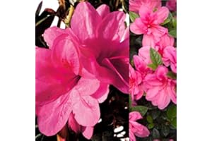 Carbeth Plants Azalea Plant - 1 x Pot of Empress Japanese Azalea Evergreen Shrub - Azaleas Ready to Plant Outdoor - Pot Plants Outdoor Garden Ready in Pots