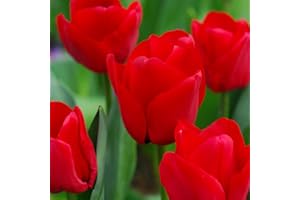 THOMPSON & MORGAN Tulip Red Impression Bulbs Hardy Spring Flowers with Large Bold Blooms Weather Resistant and Ideal for Borders, 16 x Tulip Red Impression Bulbs by Thompson and Morgan
