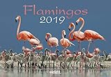 Flamingos 2019: Eleganz in Rosa by 