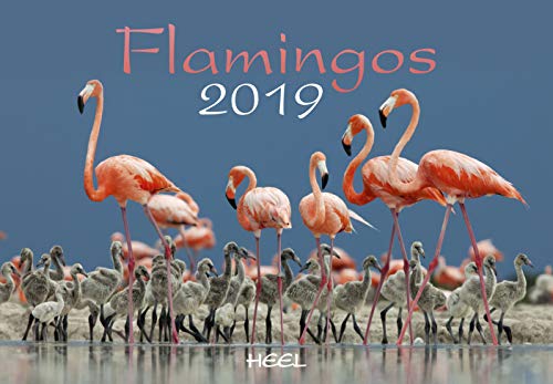 Flamingos 2019: Eleganz in Rosa