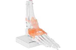 PHYSA WELLNESS & LIFESTYLE Physa Maquette Anatomique Pied Humain Modèle Anatomique Squelette PHY-FM-1 (Ligaments, Base, Grandeur nature, Plastique, Blanc)