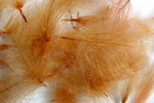 1g - plumes de CDC (Cul de Canard) BRUN ROUX - pour montage de mouche de peche