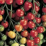 Frutas Seekay Tomate F1 Súper Dulce 20 - Vegetal/Fruta