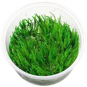 Premier Plants - Vesicularia dubyana Singapore Moss Aquarium LIVE Plants