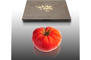 VIIAN 50 graines - TOMATE Marmande - Charnue 150 gr