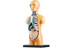 Pvczool Abnehmbares Anatomisches Menschliches Torso 3D KöRpermodell für Bildungsspielzeug, Menschliche KöRperstruktur, Unterricht für Kinder, Kinder, Studenten