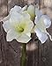 Produktbild PLANT&STYLE Künstliche Amaryllis, 68cm, Creme/weiß