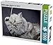 Produktbild Britisch Langhaar Kätzchen beim Spielen 1000 Teile Puzzle quer (CALVENDO Tiere)