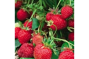 LAMPHLE 50 pezzi di fragola rampicante rossa quattro stagioni casa giardino frutta decorazione piante semi per piantare giardino