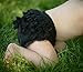 Black Lace Diaper Cover Bloomer 0-6 Months Color: Black Lace Size: 0 - 6 Months