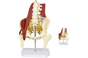 UIGJIOG Beckenmodell Anatomisches Modell für Rücken-Lendenwirbelsäule mit Beckenbodenmuskel-Anatomie-Modell Lebensgroßes anatomisches Skelettmodell für Erwachsene