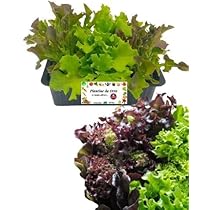 Basilico Fresco - 2 Piantine Pronte Per Trapianto | Vivaio Italiano Per Orto E Balcone - Foto 13