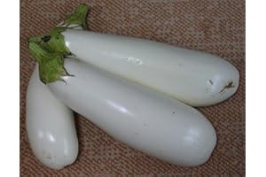 HENSITA Heirloom Heritage White Aubergine Eggplant Seeds. Casper Certified Organic Grower