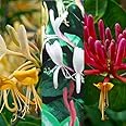 3 x Lonicera Honeysuckle Mix Varieties Like - Gold Flame - Graham Thomas - Repens - Mint Crisp - Serotina in 9cm Pots