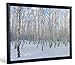 Produktbild JP London fcnv2051 Sunny Winter Day Snowy Birke Tree Forest gerahmtes Wandbild Decor, 51,7 x 67 x 3,2 cm