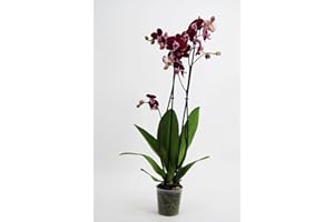 DELVIVERODIRECT Orquídea Planta Natural - Phalaenopsis con Flor