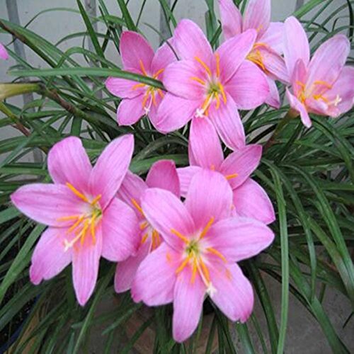 100 Samen / pack Regen-Lilie, Zephyr, Zwiebeln Orchideenarten Schöne Blumensamen für Haus und Garten