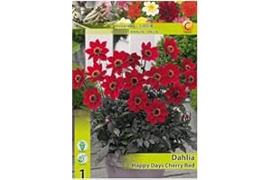 AGRONOM TESTED IN THE GARDEN AGRONOM | DALIAS DALIAS ORNAMENTALES DALIAS Enanas - HAPPY DAYS CHERRY RED | Bulbos de flores perennes | Flores rojas | Se cultivan en jardines de flores, macetas y céspedes en flor| 1 bulbo