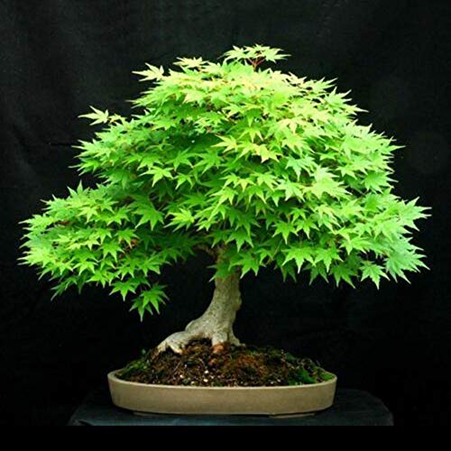 Wifndtu 30pcs Finest Japanese Maple Tree Seeds Acer Palmatum Plant Home Garden Bonsai Decor Making It
