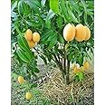 InGreen Alphonso Mango Grafted Hybrid Live Plant- 2 Ft. Height.