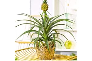 BRYNCIR GARDEN CENTRE Pineapple Plant- Bromeliad- Fun Indoor Plant. Approx. 38cm High.
