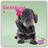 Image de Dist Dachshunds 2016 - Dackel - 18-Monatskalender mit freier DogDays-App: Original Myrna-Kalender [Mehrsprachig] [Kalender]