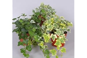 CAMBRIDGE BEE 3 x hedera Helix Plants Mixed- English Ivy - Evergreen Garden Plants in 9 cm pots