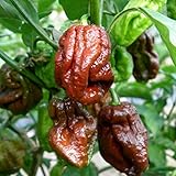 Portal Cool 7 semillas Pot/Pod Douglah 15 X Organic chile cepa aislada 1 de los mÃ¡s calientes