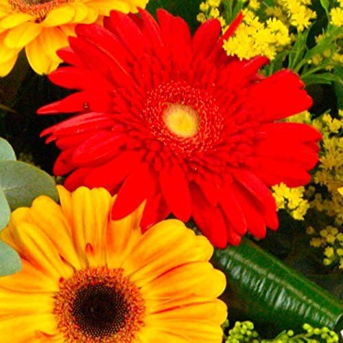 Clare Florist Summer Sunshine Fresh Flower Bouquet - Germini, Solidaster, and Sunflowers in Warm Red and Yellow Hues